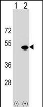 KRR1 Antibody (N-term)