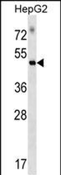 RAPGEF5 Antibody (C-term)