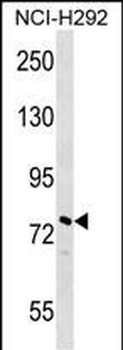NOLC1 Antibody (N-term)