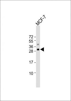POLR3G Antibody (C-term)