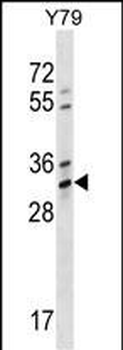 OR4K1 Antibody (N-term)