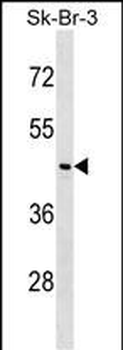 NEGR1 Antibody (Center)
