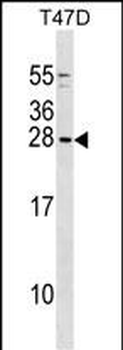 GCSH Antibody (N-term)