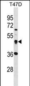 SQRDL Antibody (Center)