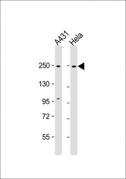 MYH9 Antibody (N-term Y158)