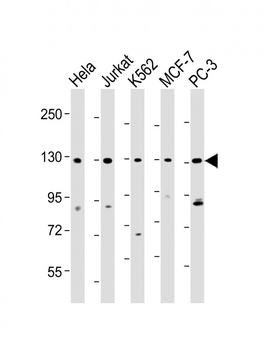 RFX1 Antibody (C-term)