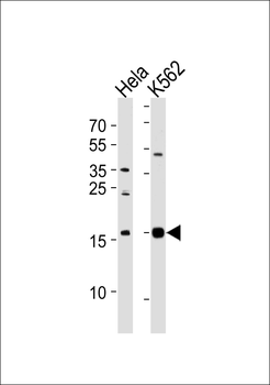 PPIL1 Antibody (Center)