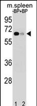 ASB3 Antibody (N-term)