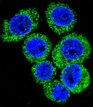 LEP Antibody (N-term)