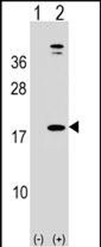 LEP Antibody (N-term)