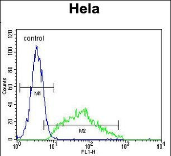 LEP Antibody (N-term)