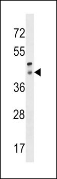 RRH Antibody (C-term)