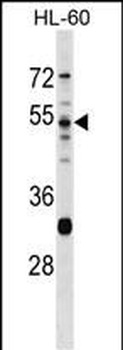 PRSS16 Antibody (N-term)