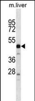 PRSS16 Antibody (N-term)