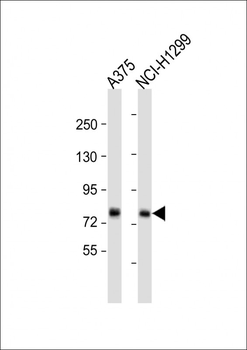 TAS1R1 Antibody (Center)