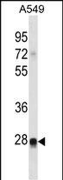RIT2 Antibody (N-term)