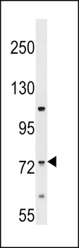 ERI2 Antibody (Center)