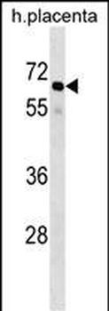 GRHL3 Antibody (N-term)