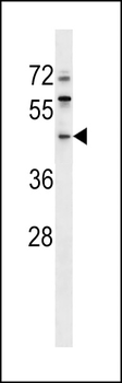 ERI1 Antibody (N-term)