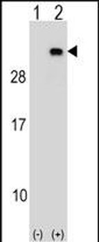 PGRMC2 Antibody (C-term)