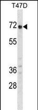 GPC2 Antibody (N-term)