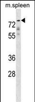 GPC2 Antibody (N-term)