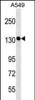 PDS5A Antibody (C-term)