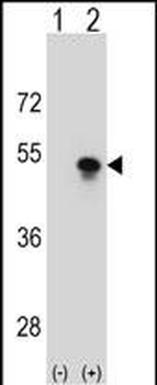 SNAPC1 Antibody (Center)