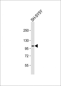 Metabotropic Glutamate Receptor 7 (GPRC1G) Antibody (C-term)