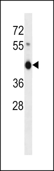 ZNF843 Antibody (Center)