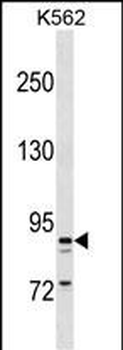 TAS1R3 Antibody (N-term)
