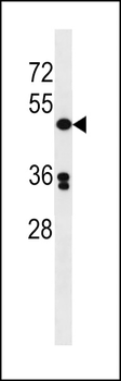 POLD3 Antibody (C-term)