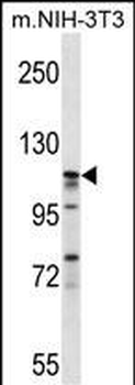 EIF3C Antibody (Center)