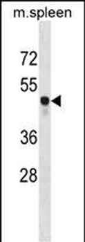 Mouse Csk Antibody (C-term)