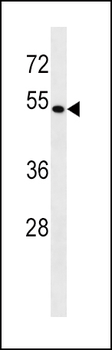 BAG4 Antibody (C-term)