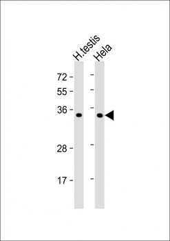 BOLL Antibody (N-term)