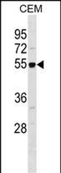 RBBP7 Antibody (Center)