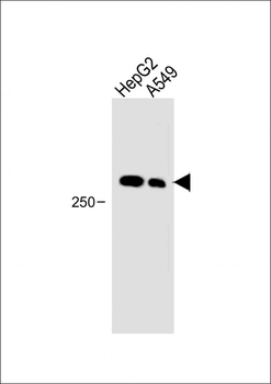 FAM38B Antibody-(C-term)