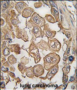 SIGLEC11 Antibody (N-term)