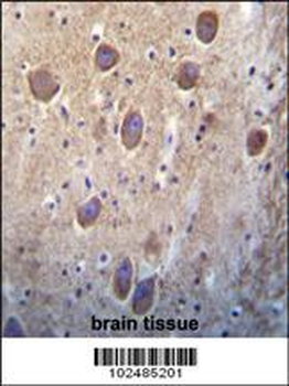 SIGLEC11 Antibody (C-term)