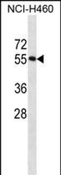 RBM45 Antibody (C-term)