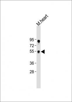 RBM45 Antibody (C-term)