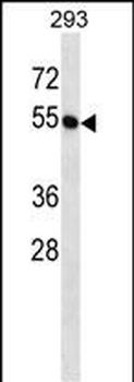 BTN2A1 Antibody (C-term)