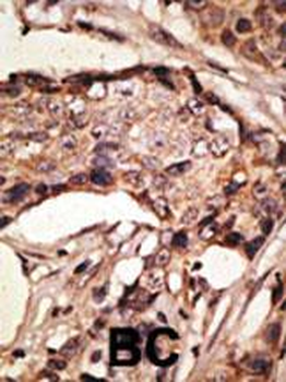 SIGLEC9 Antibody (C-term)