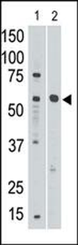 SIGLEC8 Antibody (C-term)