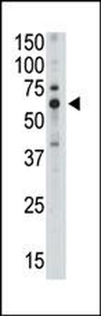 SIGLEC5 Antibody (C-term)