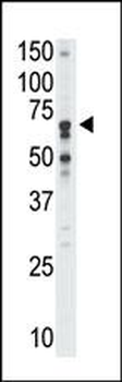 SIGLEC5 Antibody (N-term)
