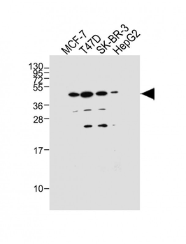 GPR81 Antibody (C-term)
