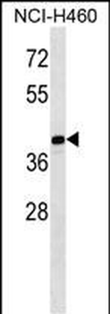 MAGEB10 Antibody (Center)