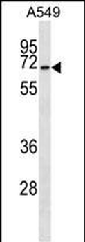 CSRNP3 Antibody (N-term)